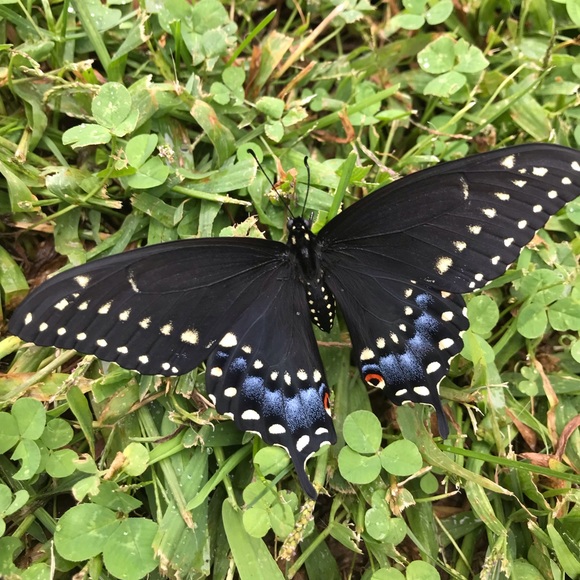 sabrinadonata